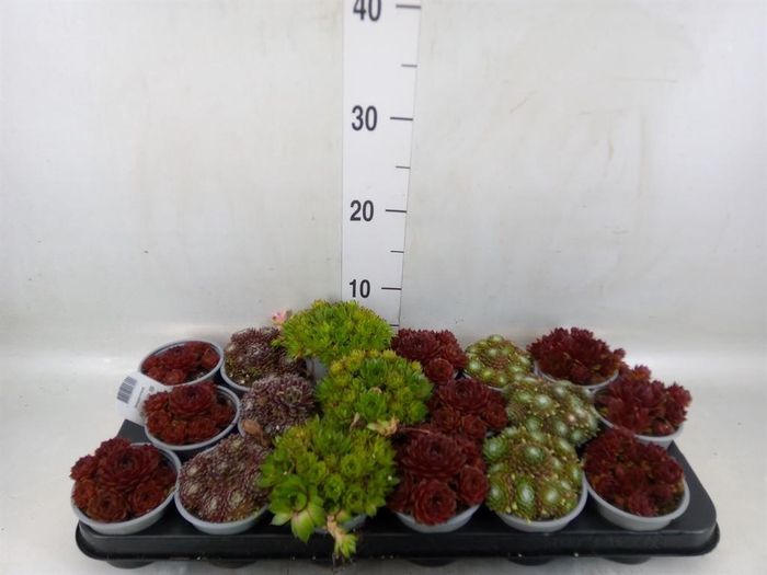 <h4>Sempervivum   ...mix</h4>