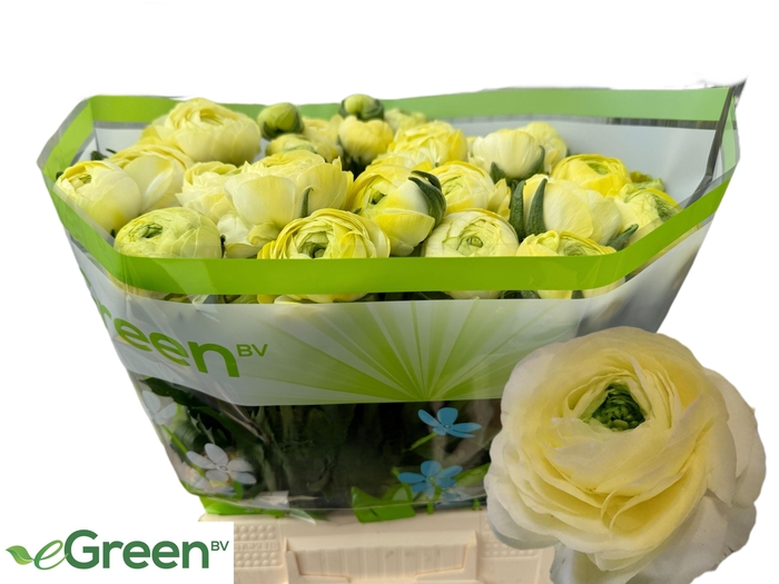 <h4>RAN AAZUR CREAM</h4>