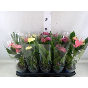 Anthurium   ...mix
