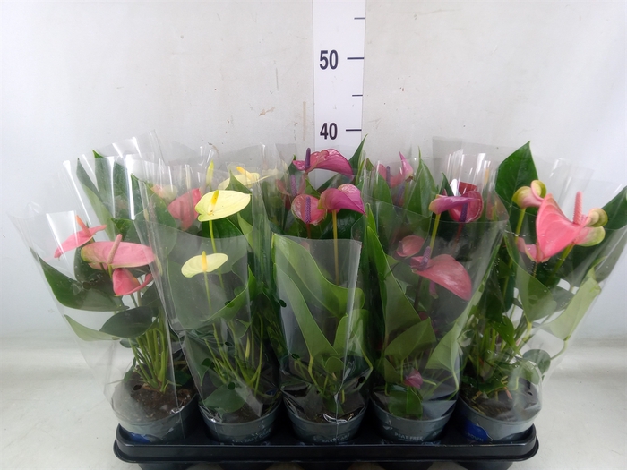 <h4>Anthurium   ...mix</h4>