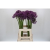 Allium Jackpot