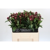Paeonia Red Sarah Bernhardt