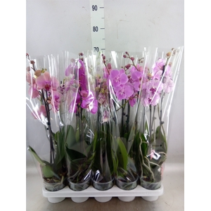 Phalaenopsis   ...mix