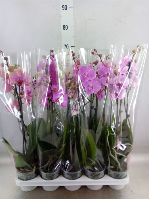 <h4>Phalaenopsis   ...mix</h4>