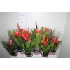 Bromelia Gem
