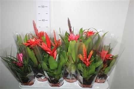 Bromelia Gem