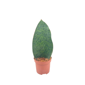 Sansevieria Whale Fin 12
