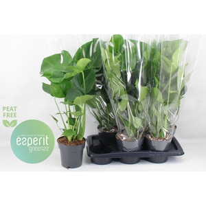 MONSTERA DELICIOSA