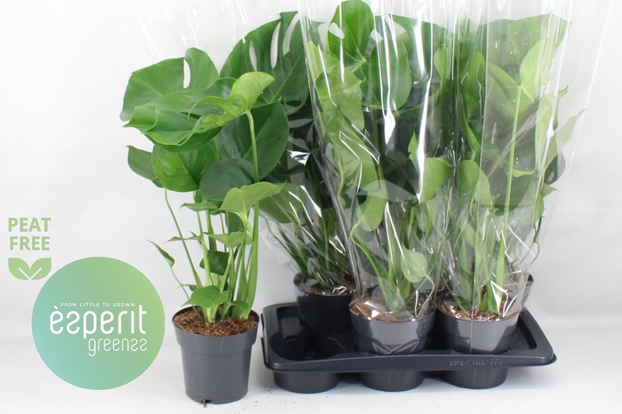 <h4>MONSTERA DELICIOSA</h4>