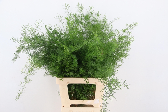 <h4>ASP DENS SPRENGERI</h4>