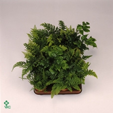 Pteris mix 17Ø 45cm