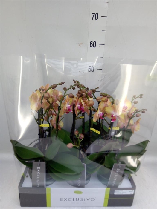 <h4>Phalaenopsis multi. ...orange</h4>