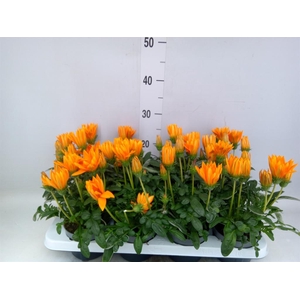 Gazania splen. 'Giant Deep Orange'