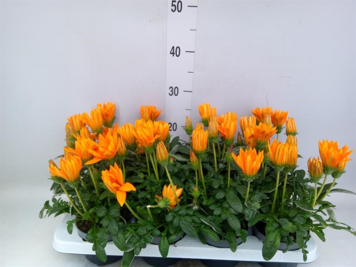 <h4>Gazania splen. 'Giant Deep Orange'</h4>