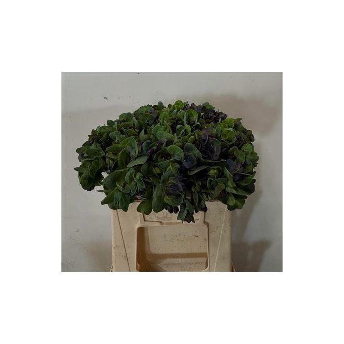 <h4>Cerinthe M Pride Of Gibraltar</h4>