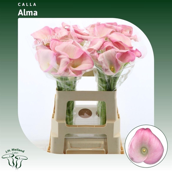 <h4>Calla Alma | XXL</h4>