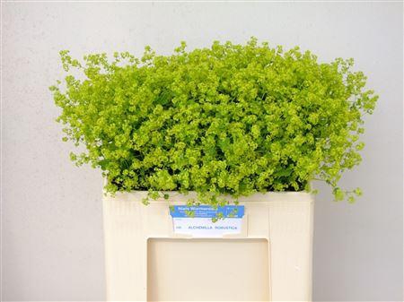 <h4>ALCHEMILLA MOLLIS ROBUSTICA</h4>