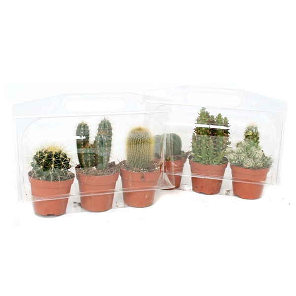 <h4>3x cactus 8,5 cm in 3er blister</h4>