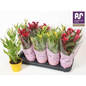 CEL CR HOT TOPIC GEM