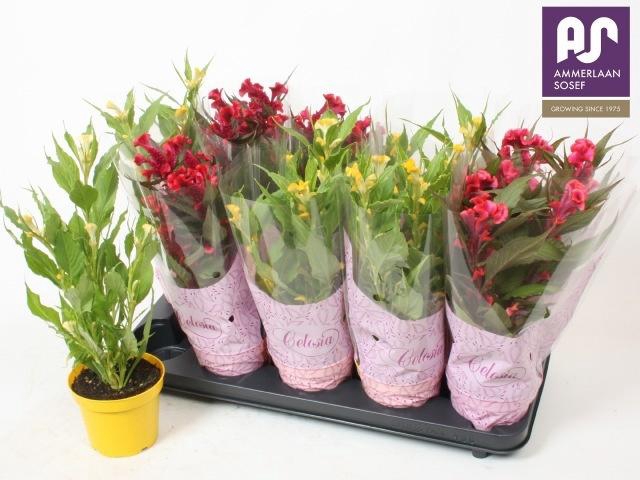 <h4>CEL CR HOT TOPIC GEM</h4>