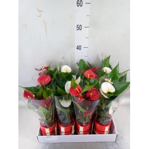Anthurium   ...mix