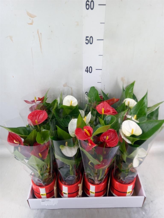 <h4>Anthurium   ...mix</h4>
