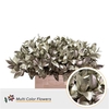 Ruscus Kl Bh Platina