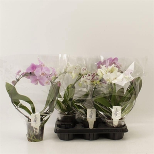 PHAL OV