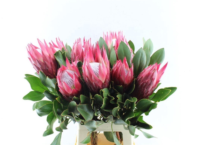 <h4>Protea Cy Madiba</h4>