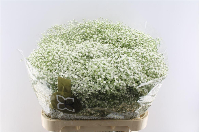 <h4>Gyps Pa Zi Discovery</h4>