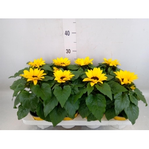 Helianthus an. 'Sunsation'