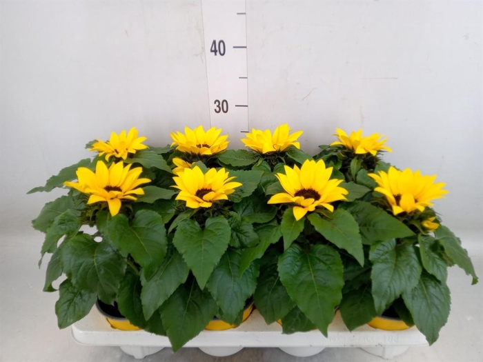<h4>Helianthus an. 'Sunsation'</h4>