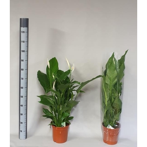 Spathiphyllum Maximo Cupido 21Ø 95cm 3fl