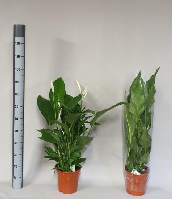Spathiphyllum Maximo Cupido 21Ø 95cm 3fl
