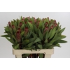 Protea Robijn