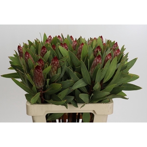 Protea Robijn