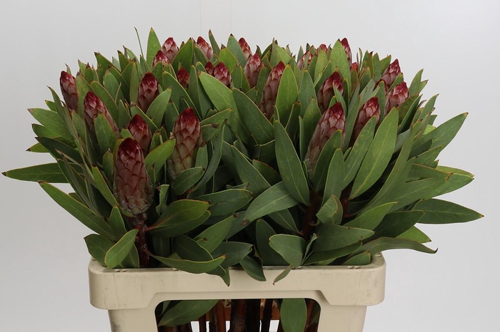 Protea Robijn