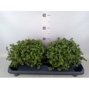 Callisia repens