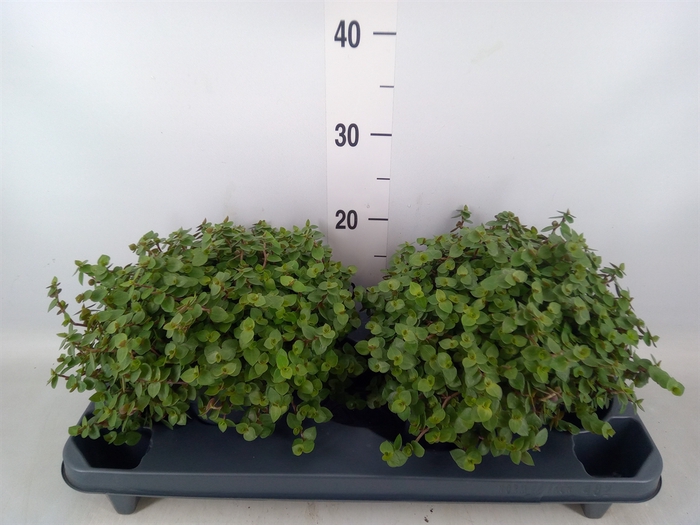 <h4>Callisia repens</h4>