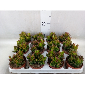 Crassula ovata 'Gandalf'