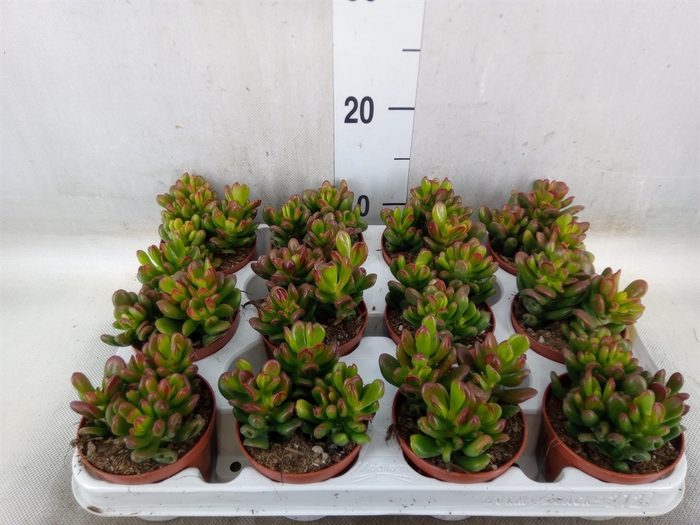 <h4>Crassula ovata 'Gandalf'</h4>