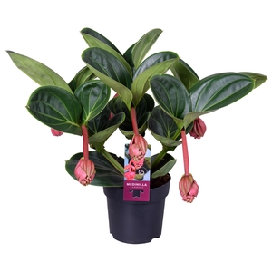 Medinilla Magnifica Lambada 2 etage 5 knop