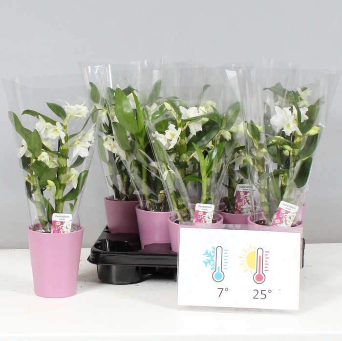 <h4>DEND NOBILE</h4>