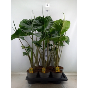 Alocasia macrorrhizos 'Stingray'