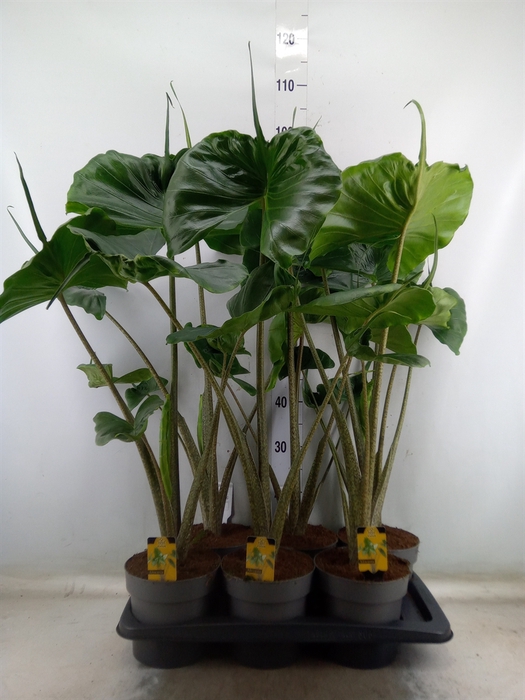 <h4>Alocasia macrorrhizos 'Stingray'</h4>