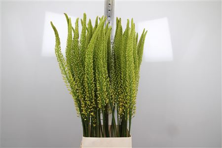 <h4>Eremurus Yellow Rebe</h4>