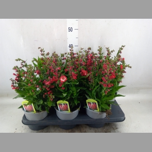 Penstemon   ...