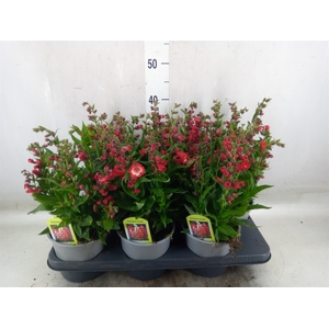 Penstemon   ...