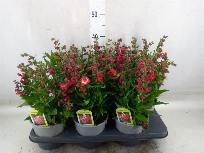 <h4>Penstemon   ...</h4>