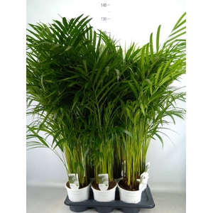 Dypsis lutescens   ...Chrysalidoca